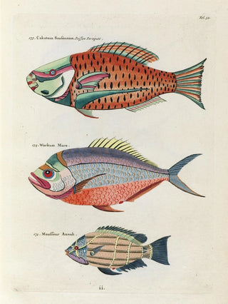 Louis Renard - Poissons ecrevisses et crabes de diverses couleurs et figures extraordinaires Pl032.webp