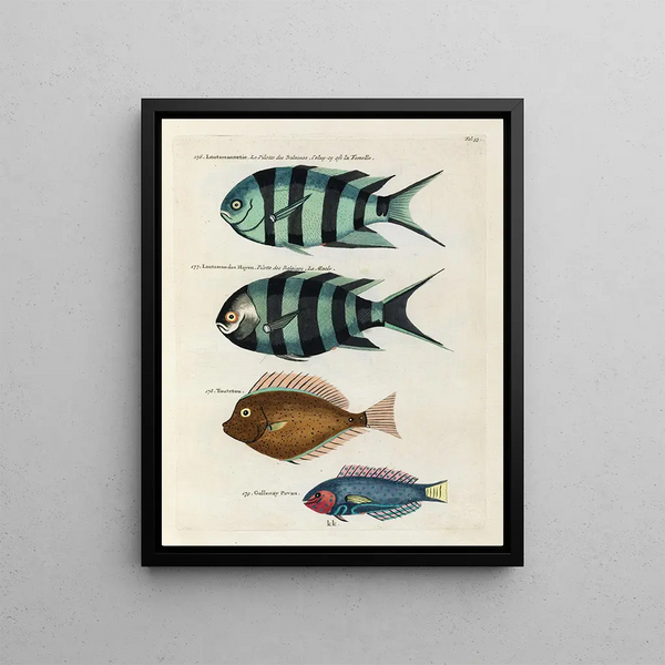 Louis Renard - Poissons ecrevisses et crabes de diverses couleurs et figures extraordinaires Pl033.webp