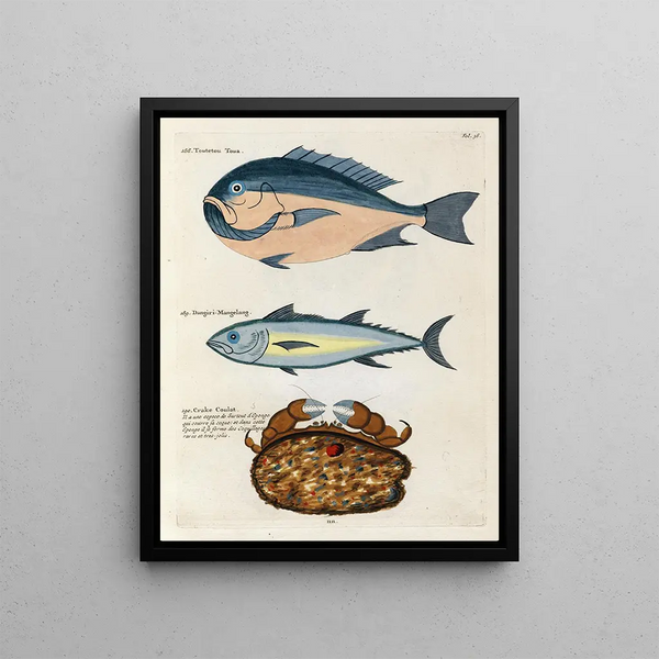 Louis Renard - Poissons ecrevisses et crabes de diverses couleurs et figures extraordinaires Pl036.webp