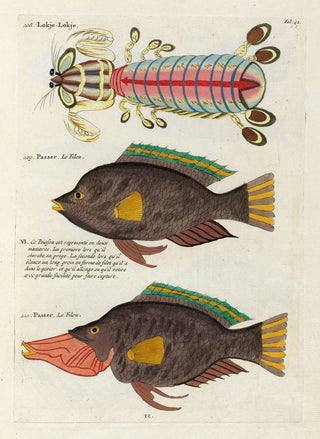Louis Renard - Poissons ecrevisses et crabes de diverses couleurs et figures extraordinaires Pl042.webp