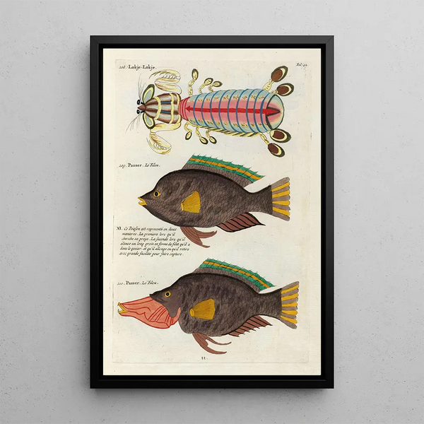 Louis Renard - Poissons ecrevisses et crabes de diverses couleurs et figures extraordinaires Pl042.webp