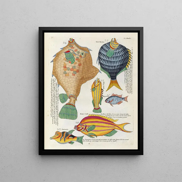 Louis Renard - Poissons ecrevisses et crabes de diverses couleurs et figures extraordinaires Pl049.webp