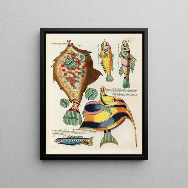 Louis Renard - Poissons ecrevisses et crabes de diverses couleurs et figures extraordinaires Pl052.webp