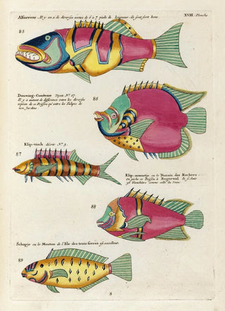 Louis Renard - Poissons ecrevisses et crabes de diverses couleurs et figures extraordinaires Pl061.webp