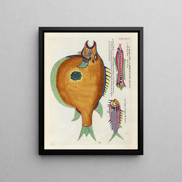 Louis Renard - Poissons ecrevisses et crabes de diverses couleurs et figures extraordinaires Pl073.webp