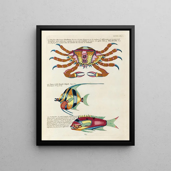 Louis Renard - Poissons ecrevisses et crabes de diverses couleurs et figures extraordinaires Pl082.webp