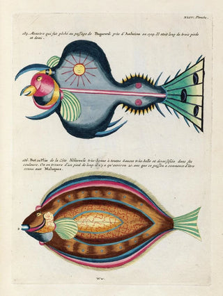 Louis Renard - Poissons ecrevisses et crabes de diverses couleurs et figures extraordinaires Pl087.webp
