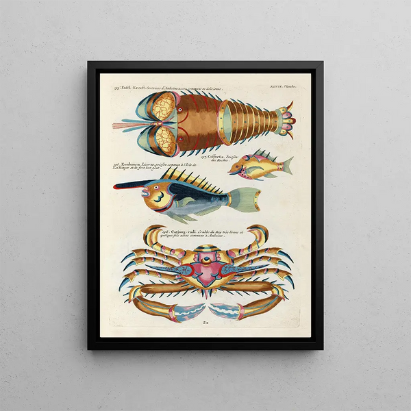 Louis Renard - Poissons ecrevisses et crabes de diverses couleurs et figures extraordinaires Pl090.webp