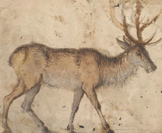Lucas Cranach the Elder - Study of a Stag.webp
