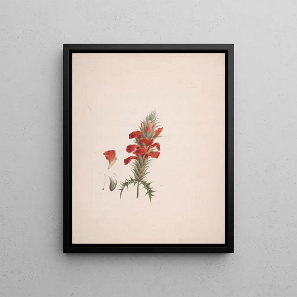Luigi Balugani - Acanthus Sennii Chiov.webp