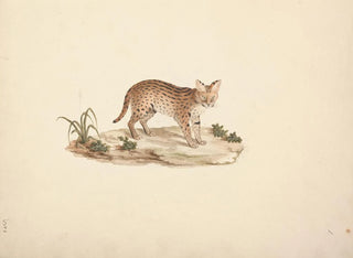 Luigi Balugani - African Wildcat or Serval.webp