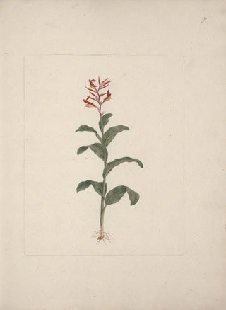 Luigi Balugani - Canna bidentata Bertol.webp