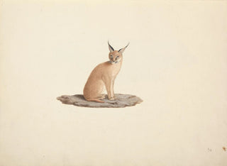 Caracal caracal - Luigi Balugani — vy av konstverket