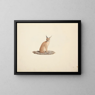 Caracal caracal - Luigi Balugani — inramlat konstverk på väggen