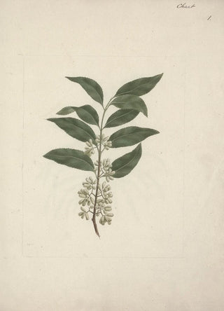 Luigi Balugani - Catha edulis Forssk.webp