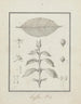 Coffea arabica L. - Luigi Balugani — vy av konstverket