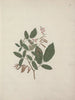Desmodium - Luigi Balugani — vy av konstverket