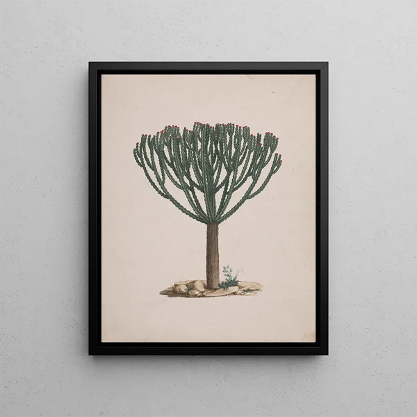 Luigi Balugani - Euphorbia abyssinica JF Gmel.webp