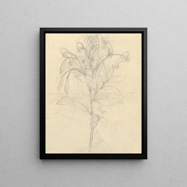 Luigi Balugani - Impatiens rothii.webp