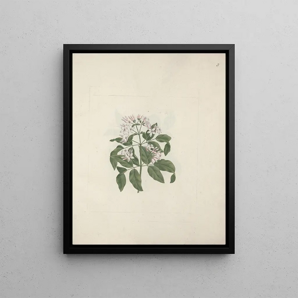 Luigi Balugani - Jasminum abyssinicum DC.webp