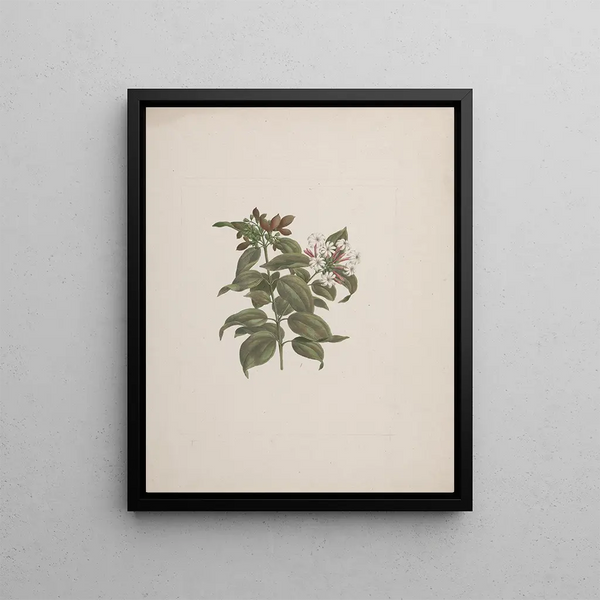 Luigi Balugani - Jasminum dichotomun Vahl.webp