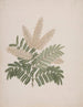 Pterolobium stellatum - Luigi Balugani — vy av konstverket