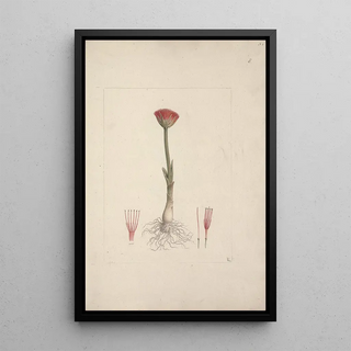 Luigi Balugani - Scadoxus puniceus L FrissNordal.webp