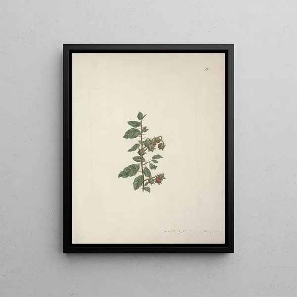 Luigi Balugani - Solanum piperiferum A Rich.webp