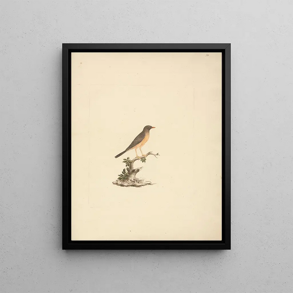 Luigi Balugani - Turdus abyssinicus.webp