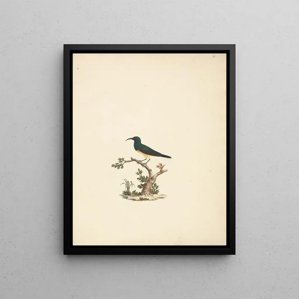 Luigi Balugani - Unidentified Sunbird.webp