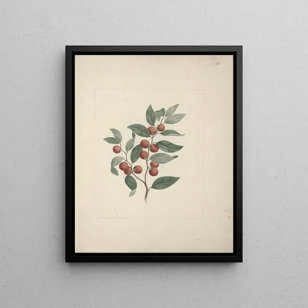 Luigi Balugani - Ziziphus abyssinica A Rich.webp