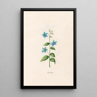 Magdelena Rosina Funck - Borragen.webp