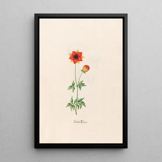 Magdelena Rosina Funck - Corallen Blme.webp