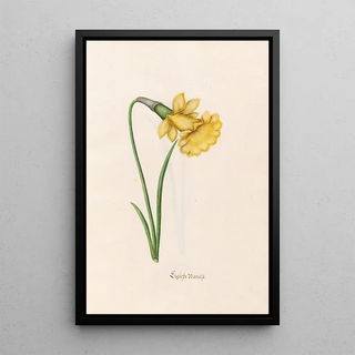 Magdelena Rosina Funck - Englishe narciss.webp