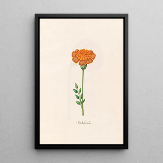 Magdelena Rosina Funck - Flos Aphricans.webp