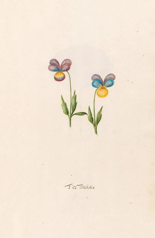 Magdelena Rosina Funck - Flos Trinitatis.webp