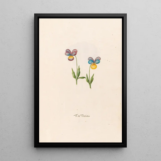 Magdelena Rosina Funck - Flos Trinitatis.webp