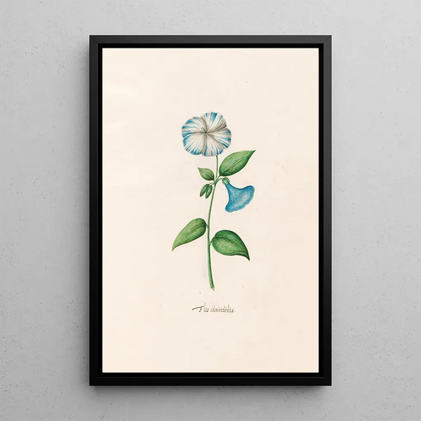Magdelena Rosina Funck - Flos admirabilis.webp