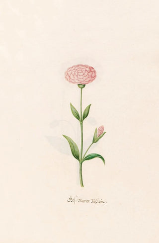 Magdelena Rosina Funck - Gef Marien Rsslein.webp