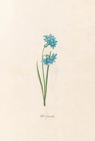 Magdelena Rosina Funck - Gef hacints.webp