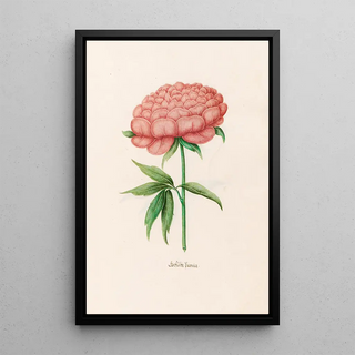 Magdelena Rosina Funck - Geflte Poeonia Peony.webp
