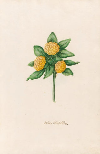 Magdelena Rosina Funck - Gefste Schlsselblm.webp