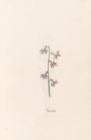 Magdelena Rosina Funck - Hacints.webp