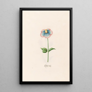 Magdelena Rosina Funck - Lbish rose.webp