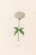 Lychnis - Magdalena Rosina Funck — vy av konstverket