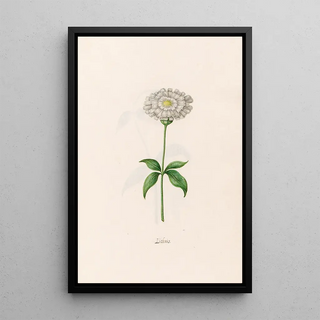 Magdelena Rosina Funck - Lichnis.webp