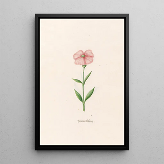 Magdelena Rosina Funck - Marien Rsslein.webp