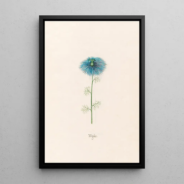 Magdelena Rosina Funck - Nigellx Nigella.webp