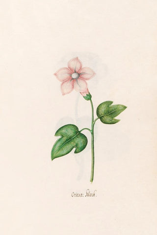 Magdelena Rosina Funck - Orient klock.webp