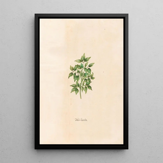 Magdelena Rosina Funck - Rose Jericho.webp